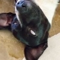 Ivanchu 🥸🥸 (@1nsodiu) 's Twitter Profile