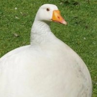 shaq but white, short, and cant play basketball (@jamietweetstuff) 's Twitter Profile