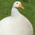 shaq but white, short, and cant play basketball (@jamietweetstuff) Twitter profile photo shaq but white, short, and cant play basketball (@jamietweetstuff) Twitter profile photo