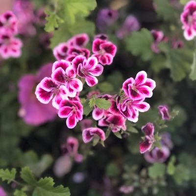 pham331's profile picture. Baloncesto Escritores Series Entretenimiento Ciencia