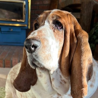 cndbassetmom Profile Picture