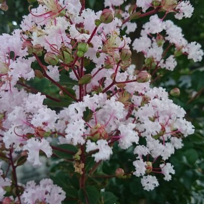 hirokun13131's profile picture. 趣味は読書と坐禅。関心事は、農業(かんきつ・いちご・病害虫)、生物、進化、認知など。
令和４年11月、じーちゃん（実父）急逝により、以後土日祝日は農作業（かんきつ、すもも、クリ等）に追われ、てんてこ舞い。親が突然逝ったあとの継農のてんやわんやをつぶやきます。皆で目指そうUターン・熟年就農！故郷の山畑田んぼが呼んでるよ〜