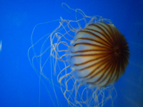 UrsulaAdams's profile picture. Mum of four, brain not what it used to be, serious yearnings to live by the sea.