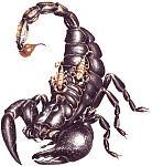 ScarlottiUK's profile picture. 