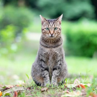 beonoshima01's profile picture. May I help your traveling in #Tokyo⁉️I'm man in Tokyo. I was #backpacker when I was student at Waseda univ. 🌾 #japan #travel #Tour #Akihabara #Akiba I love BBW