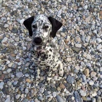 oklaspalmas's profile picture. 