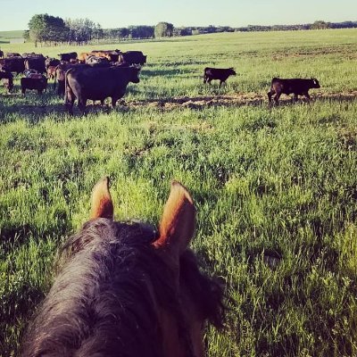 I'm a @ucalgaryvetmed prof, vet, & proud member of @UCVMbeef. I started this #SciComm account to share science on #beef #calf #care! Can also be found @c_winds.