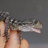 Dragon Lab UQ (@dragons_lab) 's Twitter Profile