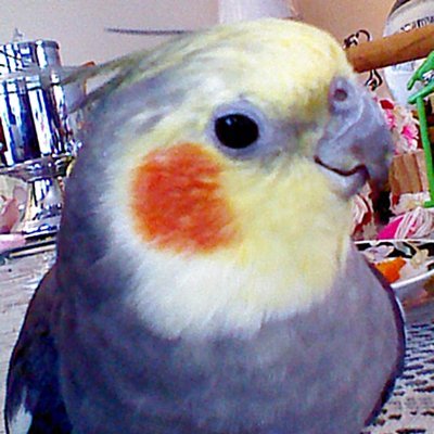Hi my Name is Chi Chi I was 26yrs old on Sept 1st. 2023 and I am one happy birdie.!!! I love to sing !!! ....and get head scratches !!! ❤️❤️❤️