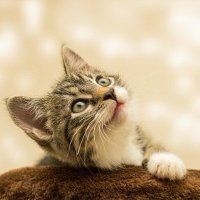 Khang Phan (@pivik_) 's Twitter Profile