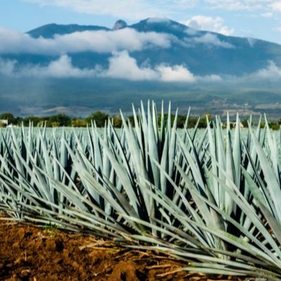 Blanco, Reposado, Añejo & Deportes