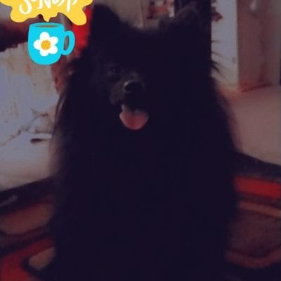 babykobe2020's profile picture. I'm a super proud mommy to a handsome puppy named Kobe Drew the love of my life