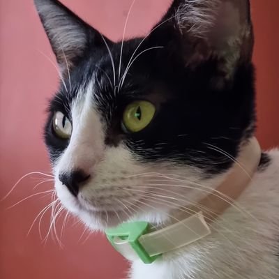 juanmera7d's profile picture. Diseñador gráfico - Amante de los animales, la buena música y lectura