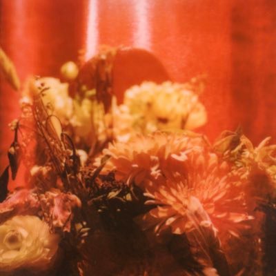 sakarabirdsong's profile picture. 