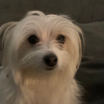 YvonneYYZ's profile picture. Solo Mom, Traveller, I.T Professional, Camping Enthusiast (insta: @campingcookery), Paddler. Oh, and leftie.