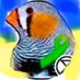 zebrafinch