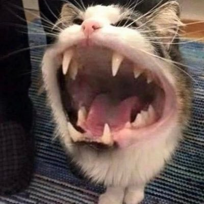 fairymarkeu's profile picture. 