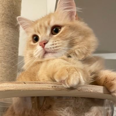 tsumugi0820's profile picture. 🐱つむぎ🎂2021/8/20🏠2021/11/7          🐱とろろ🎂2023/4/28🏠2023/8/12 の成長を載せています☺️ 無断転載🆖です。https://t.co/yqOKRySPFK