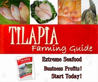 TilapiaFarming's profile picture. The Only comprehensive guide to the Tilapia Farming industry and to the process of starting up a Tilapia farm for profit.