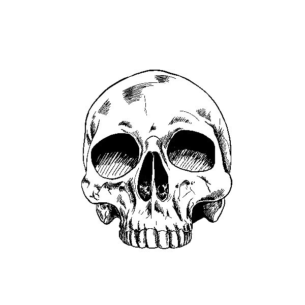 SteveDrawsX's profile picture. 