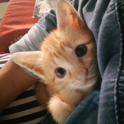 🐱🐱เหลืองลาย🐱🐱さんのプロフィール画像