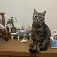 🥀tsuyoshⅣ ʚ🐰ɞ 🥀 (@mimmsimlove) Twitter profile photo