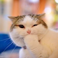sunok (@sunok70) 's Twitter Profile