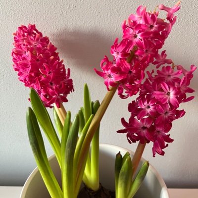 RuzovyHyacint's profile picture. 