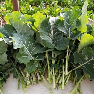 Hakan525211's profile picture. Güzel olan herşeyi severim