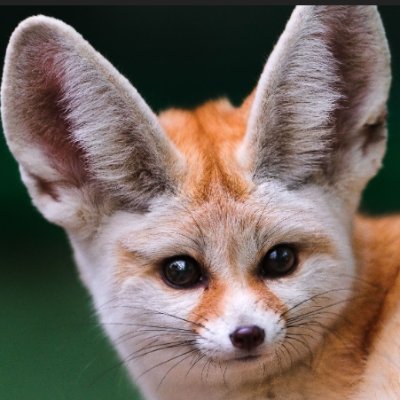 GoldenFennec's profile picture. Coder, Maker, Lifelong Learner. She/Her