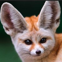 Rowena Stewart (@goldenfennec) 's Twitter Profile