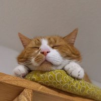 abkantersepp (@abkantersepp) Twitter profile photo