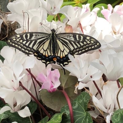 田舎で動物のお医者さんしてます 基本は見てるだけです.もしかしたら動物好きでエッチな女性のお役に立てるかも知れません⭐︎
見せ合いっこしながらしたいな❤️