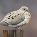 Lonesome Dove (@smalldogsdesign) Twitter profile photo Lonesome Dove (@smalldogsdesign) Twitter profile photo