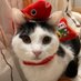 猫の大吉 (@shipe_daikichi) Twitter profile photo 猫の大吉 (@shipe_daikichi) Twitter profile photo
