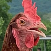 chickenswithattitude(@chxwithtude) 's Twitter Profile Photo