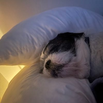 日常気ままに。フレブル❌シーズーのミックス犬ひろき(13歳)との生活。絵を描いて日々を楽しく暮らしています。 ペットの肖像画オーダー✴︎小キャンバス27×22cm一枚6600円✴︎大キャンバス8800円✴︎多頭描きは大も小も一頭6600円 全て送料込み ✴︎Instagram「ホイさんアート」で絵掲載