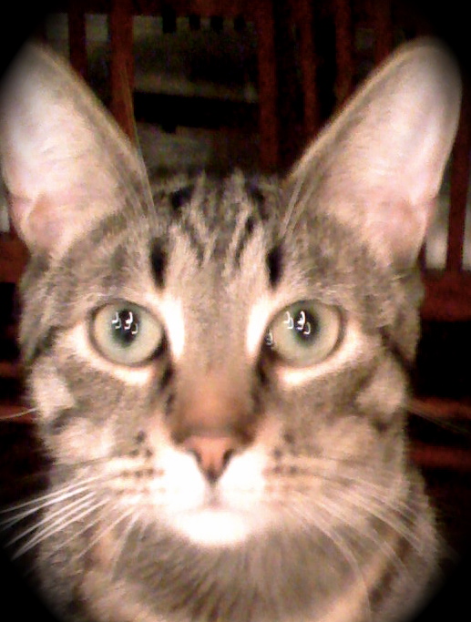 tuithecat's profile picture. Single male feline, loves to play fetch and cuddle.