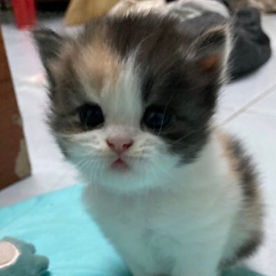 Beam_pucca's profile picture. I love bts 💓😜
I'll follow bts forever ❤👑