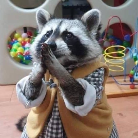 DorianChlz's profile picture. Si vous n'aimez pas les ratons laveurs ça ne sert à rien de m'adresser la parole.