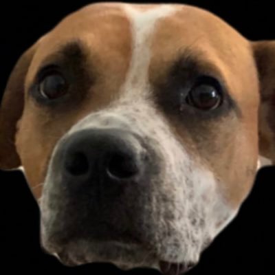 hoosier__doggie's profile picture. RT, Like, Endorsement ≠ Endorsement