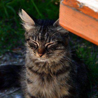 noriox_paris's profile picture. フランス在住の料理人。趣味で撮っている写真を少しずつ載せていきます。