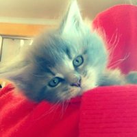 Nimay (@nimay_cotilla) 's Twitter Profile
