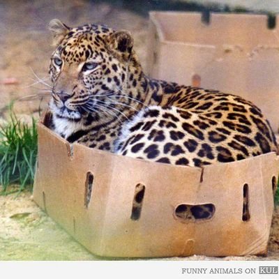 mirmarthur's profile picture. 