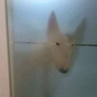 ごほごほ (@_gohogoho) 's Twitter Profile Photo