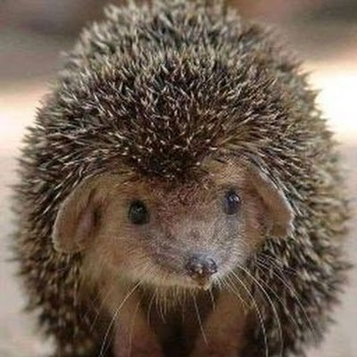 DBa4031's profile picture. Rien