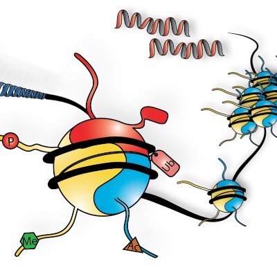 Investigating chromatin regulation in cancer @IcahnMountSinai
#epigenetics
Account run by lab members