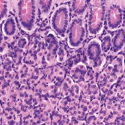 Therapeutic Advances in Gastroenterology Profile