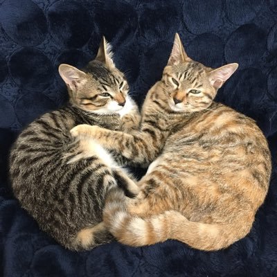 姉弟猫【シータとパズー🐈🐈】と後輩猫【ソラ🐈⬛】が、のびのびくらしている様子。 みんな捨て猫、保護猫出身。 🏠飼い主:こるこ(@coru_sketch)