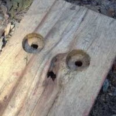 elholzo's profile picture. Holz ist meine Leidenschaft